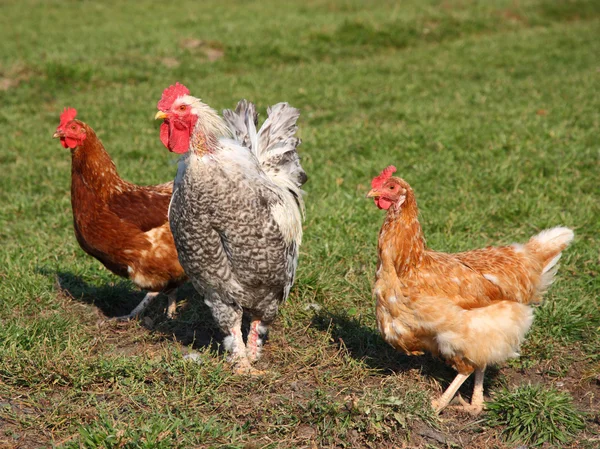 stock image A brightly colored cockerel and chicken