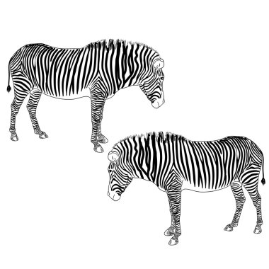 Two zebras illustration.