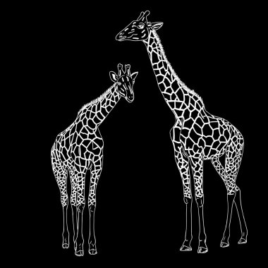 Two giraffes illustration.