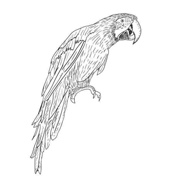 Macaws illustration. — стокове фото