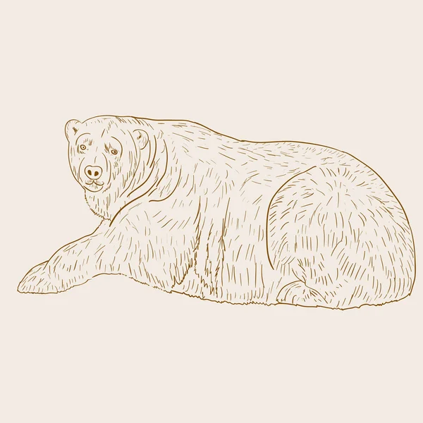 Иллюстрация белого медведя . — стоковое фото