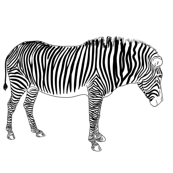 One zebra illustration — Stok fotoğraf