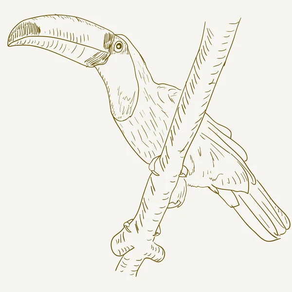Toucan bird zitten op een boomtak. — Stockfoto