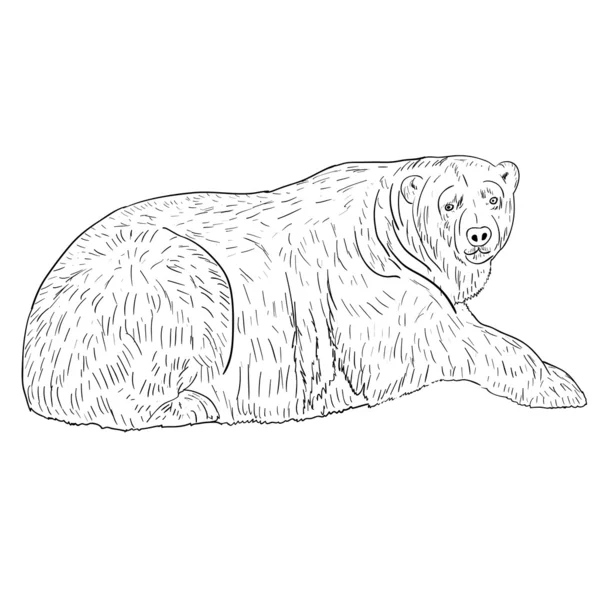 Εικονογράφηση λευκή πολική αρκούδα. — Φωτογραφία Αρχείου