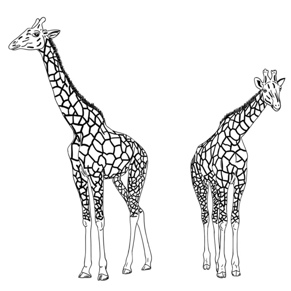Two giraffes illustration. — Stok fotoğraf