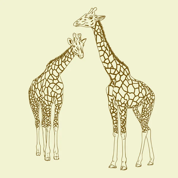 Две иллюстрации жирафов . — стоковое фото