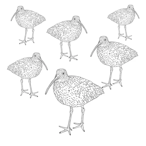 Eurasiática Curlew, ilustração pássaro . — Fotografia de Stock