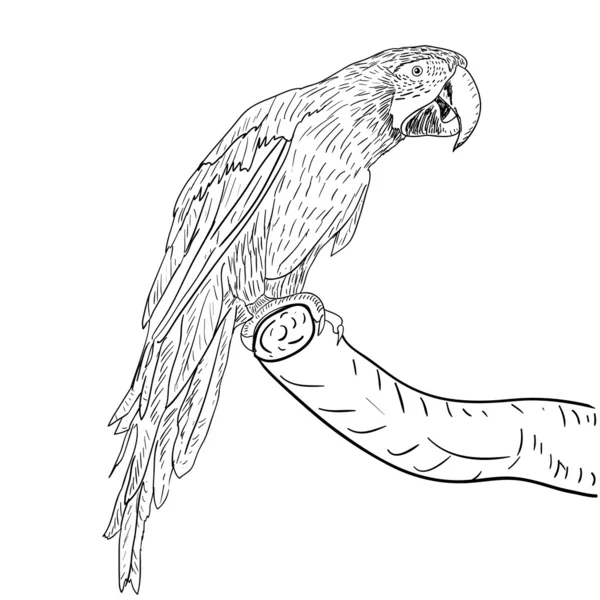 Macaws illustration. — стокове фото