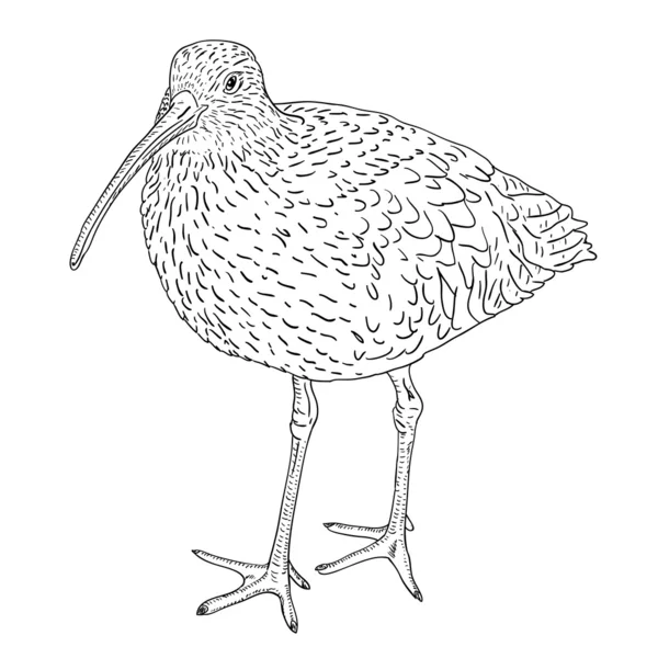 Curlew euroasiático, ilustración de aves . — Foto de Stock