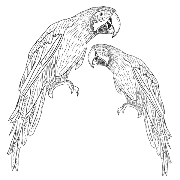 Macaws illustration. — Stockfoto
