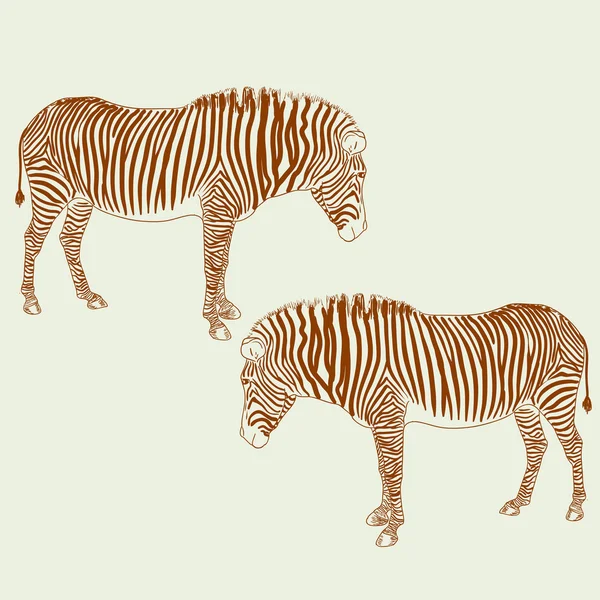 Two zebras illustration. — 图库照片