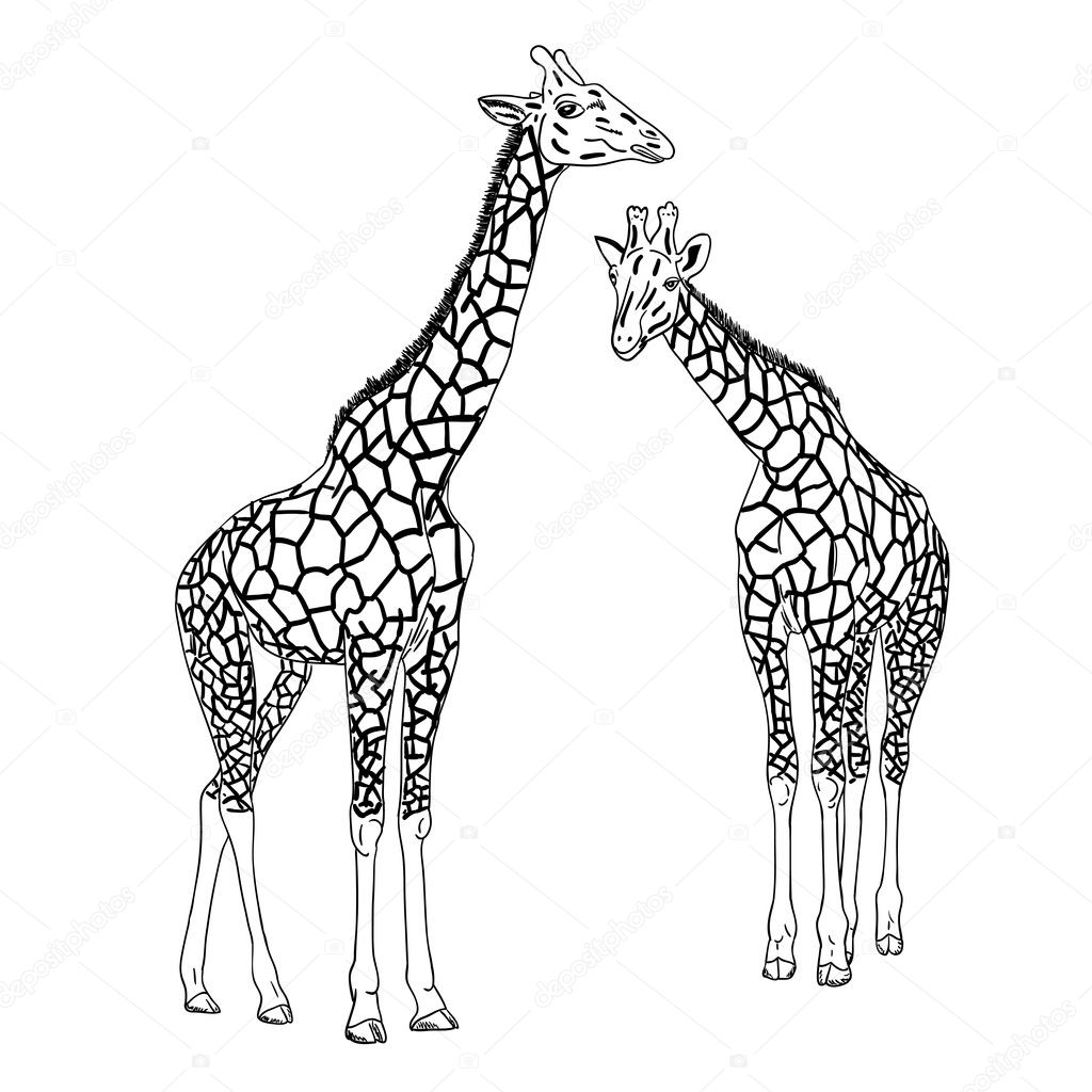 Two giraffes illustration.