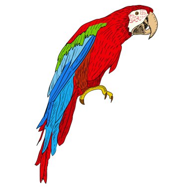 Macaws illustration.