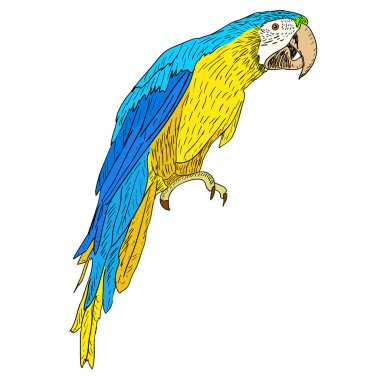 Macaws illustration.