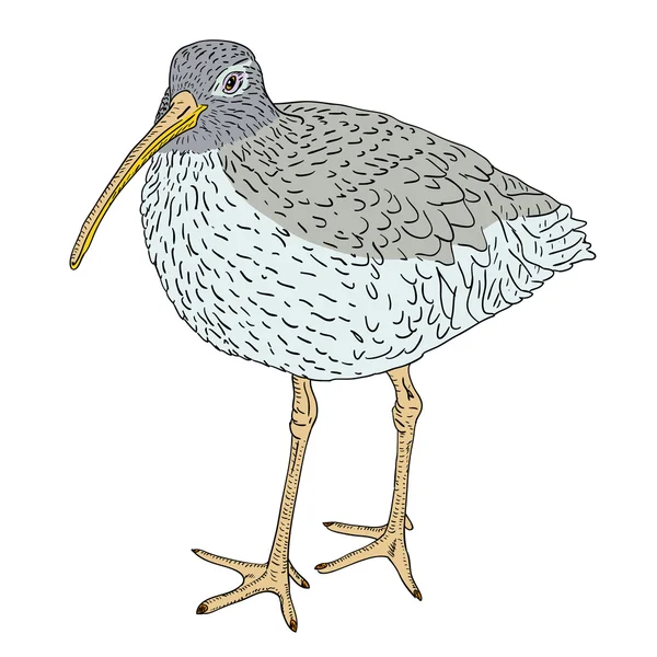 Courlis eurasiens, illustration d'oiseau . — Photo