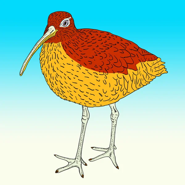 Eurasian Curlew, bird illustration. — 图库照片