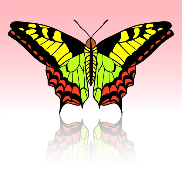 Beautiful tropical butterfly illustration. — 图库照片