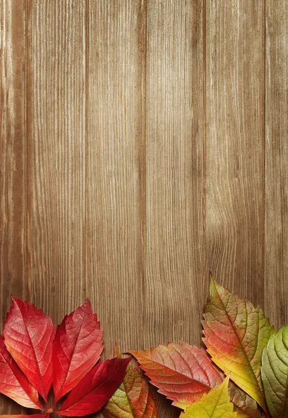 Осенние листья с копировальным пространством — стоковое фото
