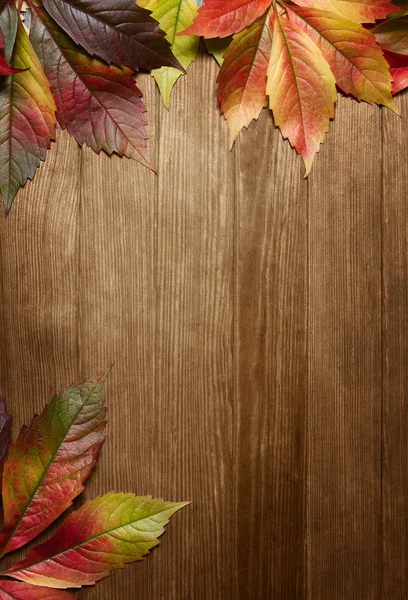 Hojas de otoño con espacio de copia — Foto de Stock