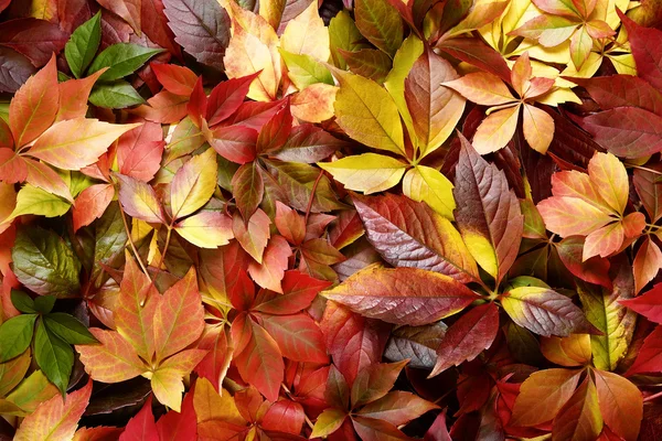 다채 로운 가을 잎의 배경 — 스톡 사진