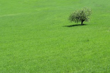 Green field with a solitary tree growing clipart