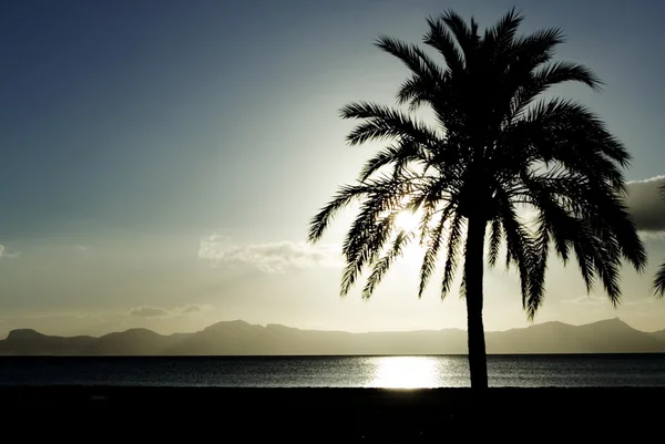 Strand in mallorca Spanje met palm tree en Middellandse Zee — Stockfoto