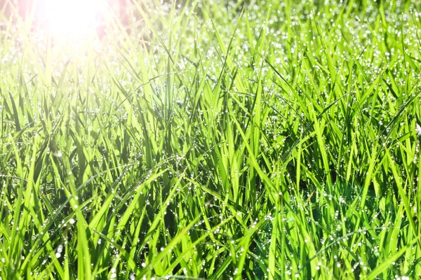 Świeża trawa z kroplami rosy — Zdjęcie stockowe