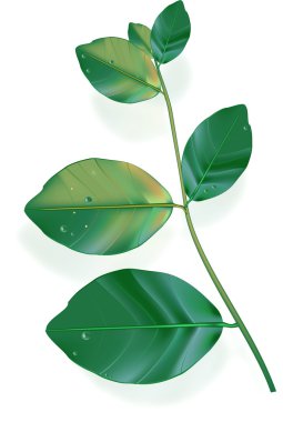 Green leaves isolated on white clipart