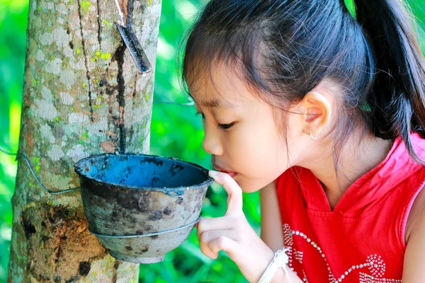 Маленькая девочка возле резинового дерева — стоковое фото