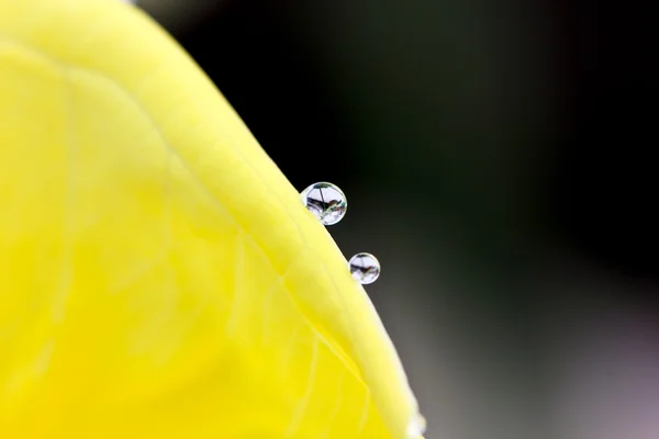 stock image Drops of water on the leaves