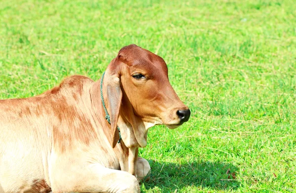 stock image Cows in the pasture