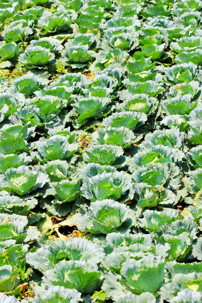 Satır alanı üzerinde büyüyen yeşil lahana — Stok fotoğraf