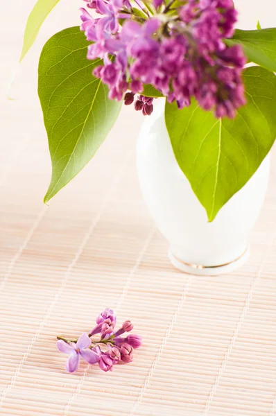 Egy lila csokor — Stock Fotó