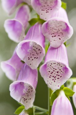 pembe çiçekler yüksük otu (digitalis purpurea), yakın bir yukarı