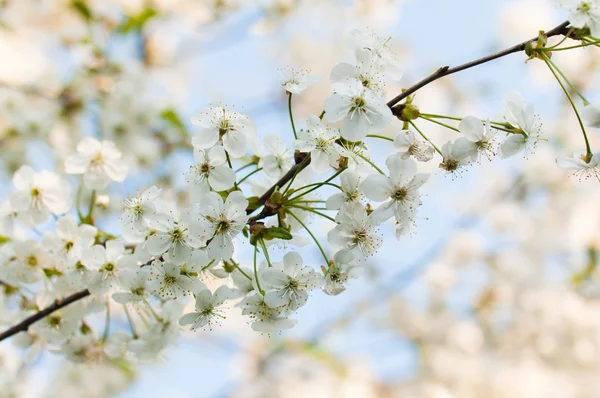 Branch of a blossoming cherry — Stock Photo, Image
