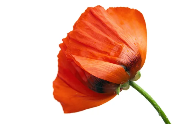 stock image Red poppies after a rain, it is isolated on white