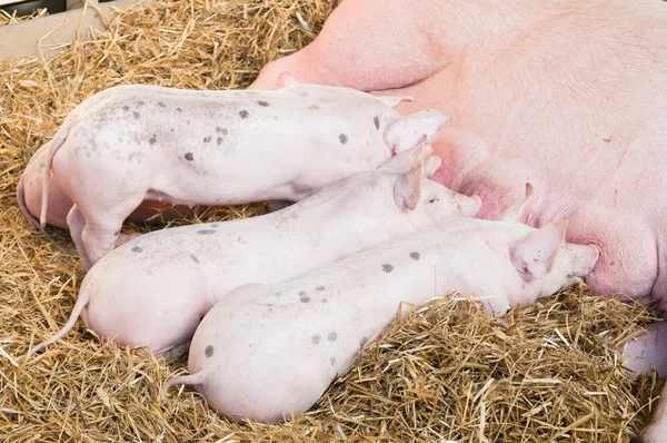 stock image The pig feeds small pink pigs