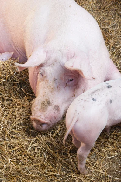 stock image The pig feeds small pink pigs