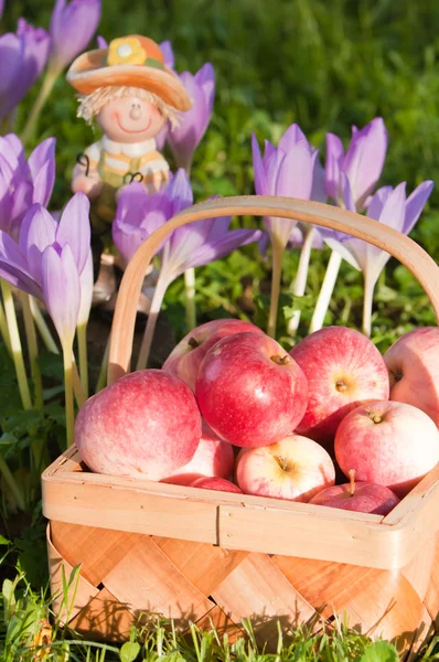 Wattled korg full av mogna äpplen — Stockfoto