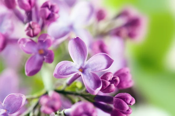 Buquê de um lilás — Fotografia de Stock