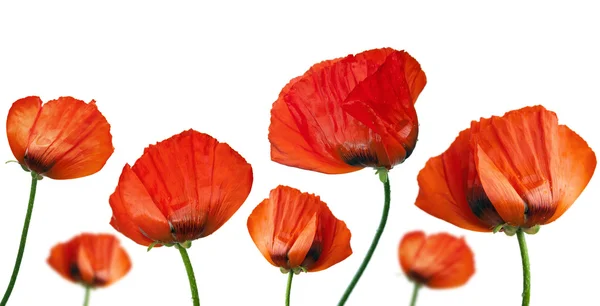 Stock image Red poppies after a rain, it is isolated on white