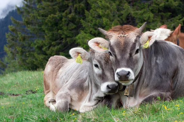 Stock image Alpine cow with calf