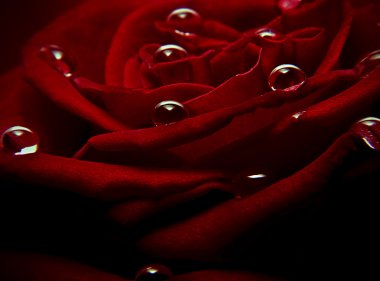 Water drops on a red rose clipart