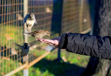 Bird sitting on the hand