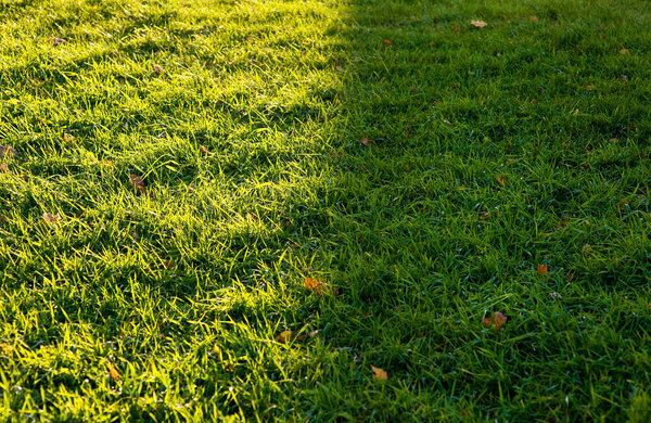 Light and shadow on the green grass