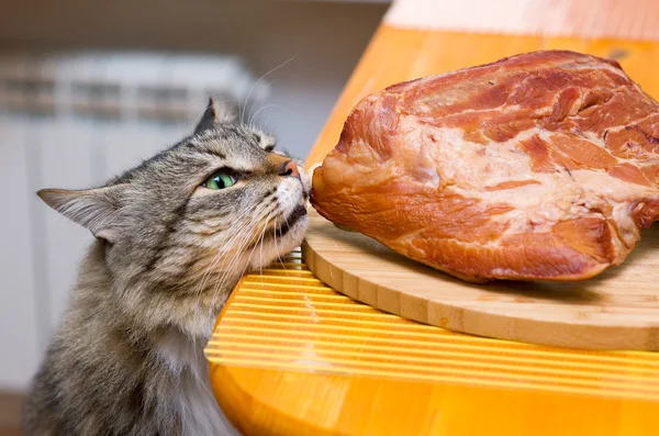 Cat eating piece of meat — Stock Photo, Image