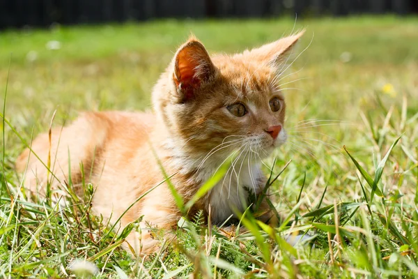 stock image Kitten