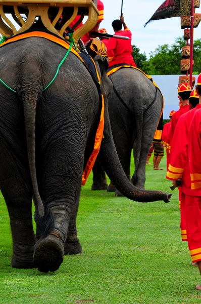 Garganta de elefantes — Foto de Stock