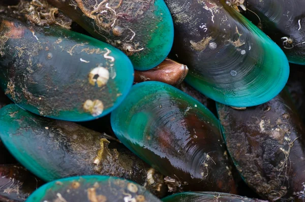 Havet mussla — Stockfoto