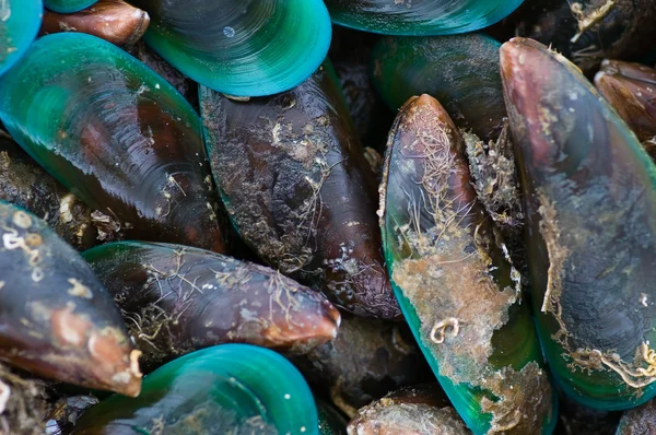 Havet mussla — Stockfoto